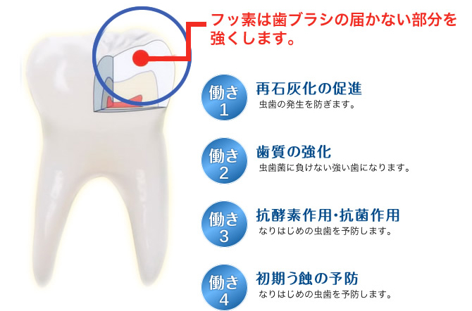 フッ素の働き